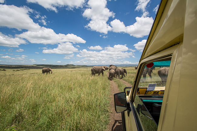 Kenia - słonie, safari