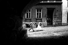 zdj�cia na �lub - Krak�w