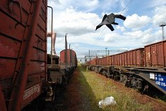 zdjecia na slub - Mi�sk Mazowiecki