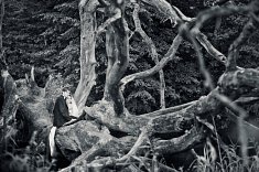 fotografia wesele - Mor�g
