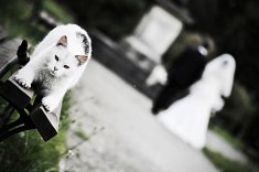 fotografie �luby - Cz�stochowa