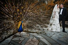fotograf na slub - Ko�obrzeg