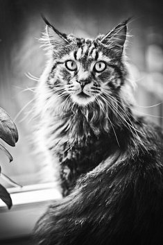 foto �lub - Cieszyn