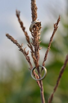 zdjecia na ślub - Przeworsk
