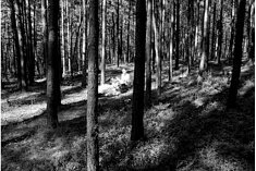 foto na śluby - Mikołów