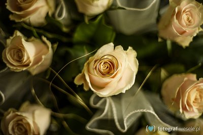 Julia - fotograf Kaliska