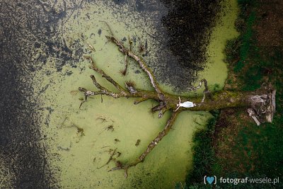 Fotograf na wesele: Krzysztof, Zduńska Wola - portfolio
