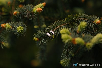 Fotograf na wesele: Michał, Szczecin - portfolio