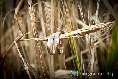 Fotograf na wesele: Ryszard, Czerwionka-Leszczyny - portfolio