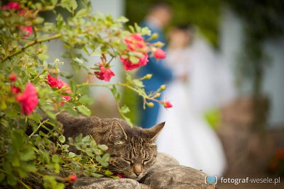 Fotograf na wesele: Wojciech, Gdańsk - portfolio