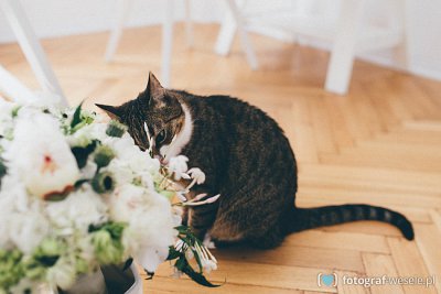 Fotograf na wesele: Kamila, Warszawa - portfolio