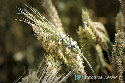 Fotograf na wesele: Ewa, Tarnowskie Góry - portfolio