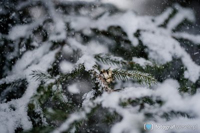 Kinga & Jarek - fotograf Lubliniec
